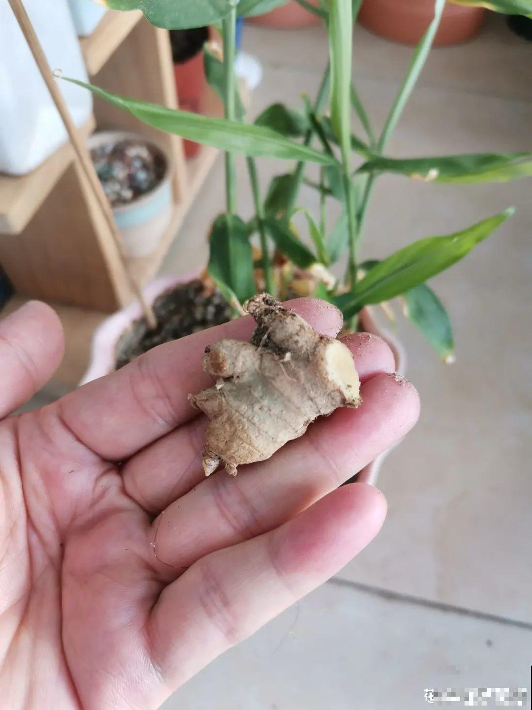 玉米棒子插水里，比绿植长得快，长成清新小盆栽