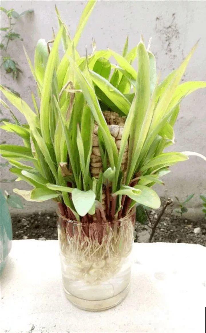 玉米棒子插水里，比绿植长得快，长成清新小盆栽