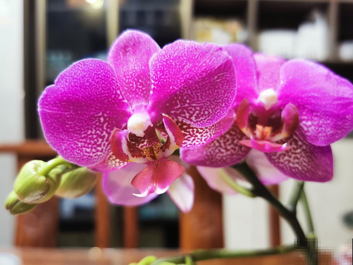 这花像假花，干了也不褪色，“保质期”太长！