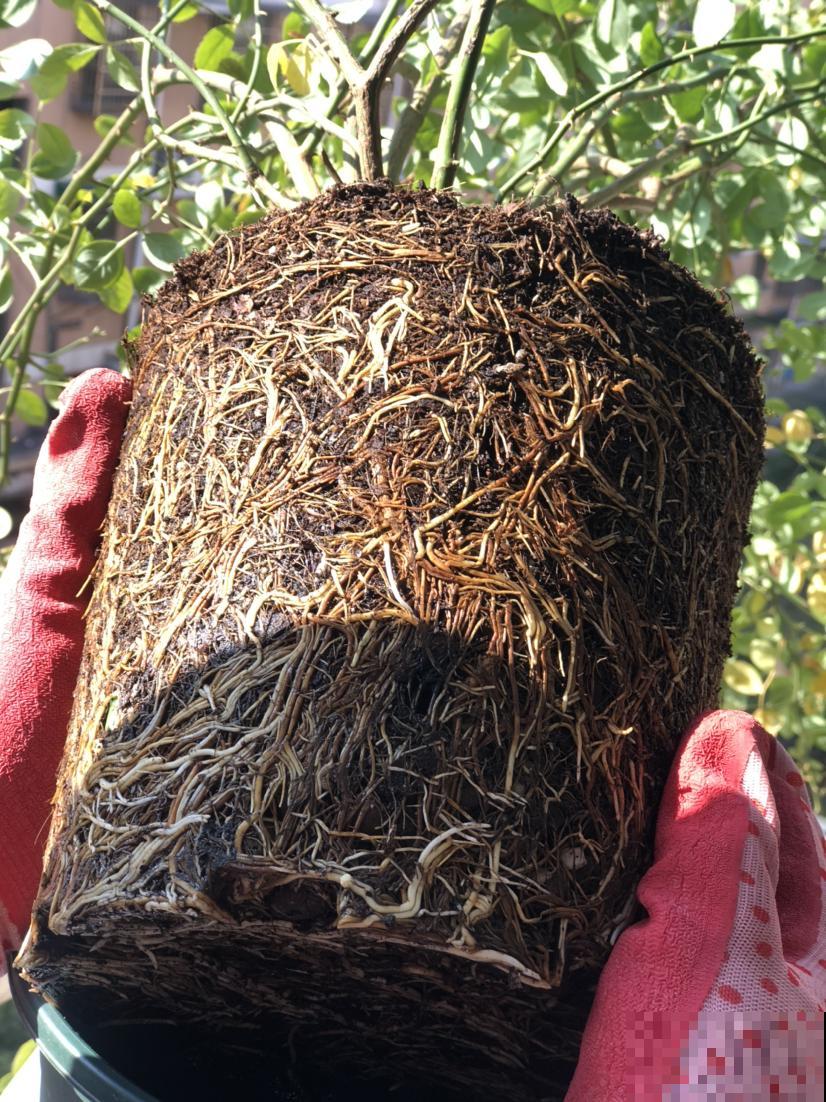 养花首先要养根，根系长得好，植物才长得更壮