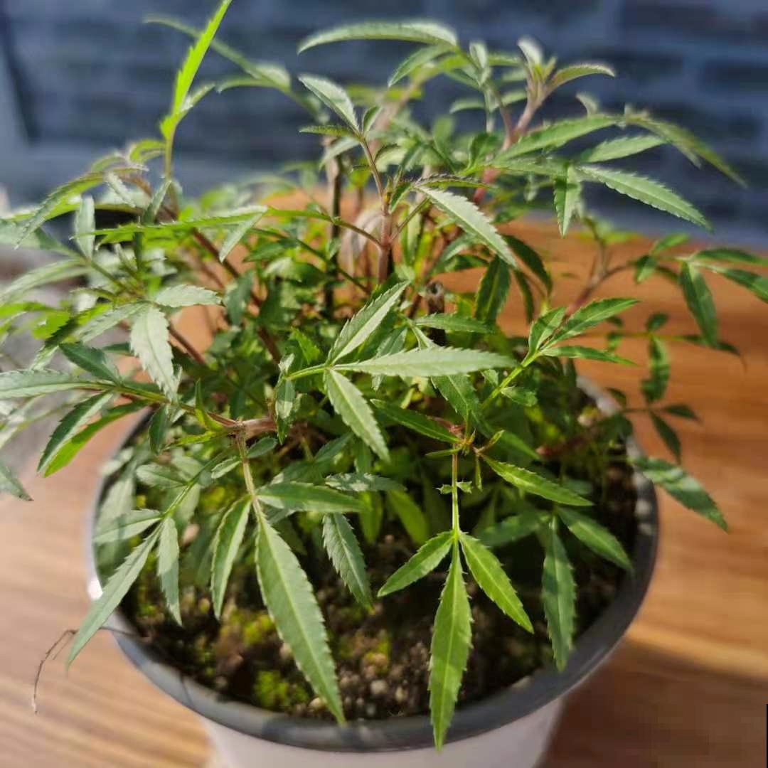 家里养盆“驱虫花”，蚊虫全被吓跑了，夜夜睡的香！