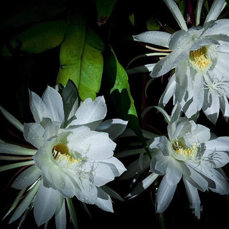 3种别致的花，晚上才开，个个都超有特点