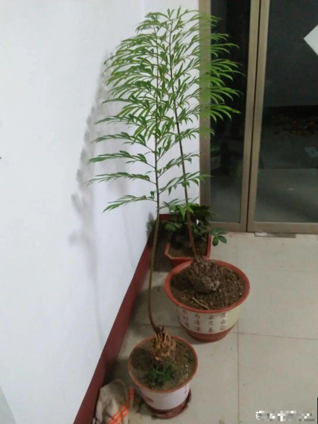 家里养盆镇宅花，越长越霸气，安全感十足