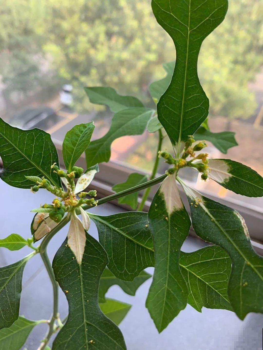 入侵植物太可怕，周围的草全被缠死，谨慎养护