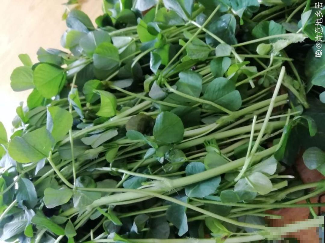 春天的野菜大全,小心辨认,千万别挖错了 春天的野菜大全,小心辨认,千万别挖错了