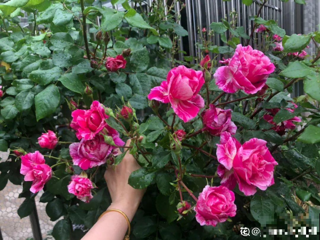 5种花不能淋雨，容易生病斑，搬屋里最保险