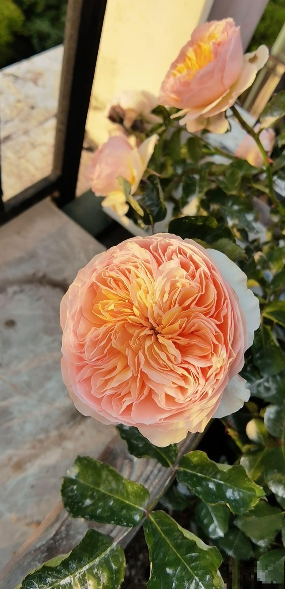 想一年四季有花看, 还是得组合养花,花期才更长 想一年四季有花看, 还是得组合养花,花期才更长