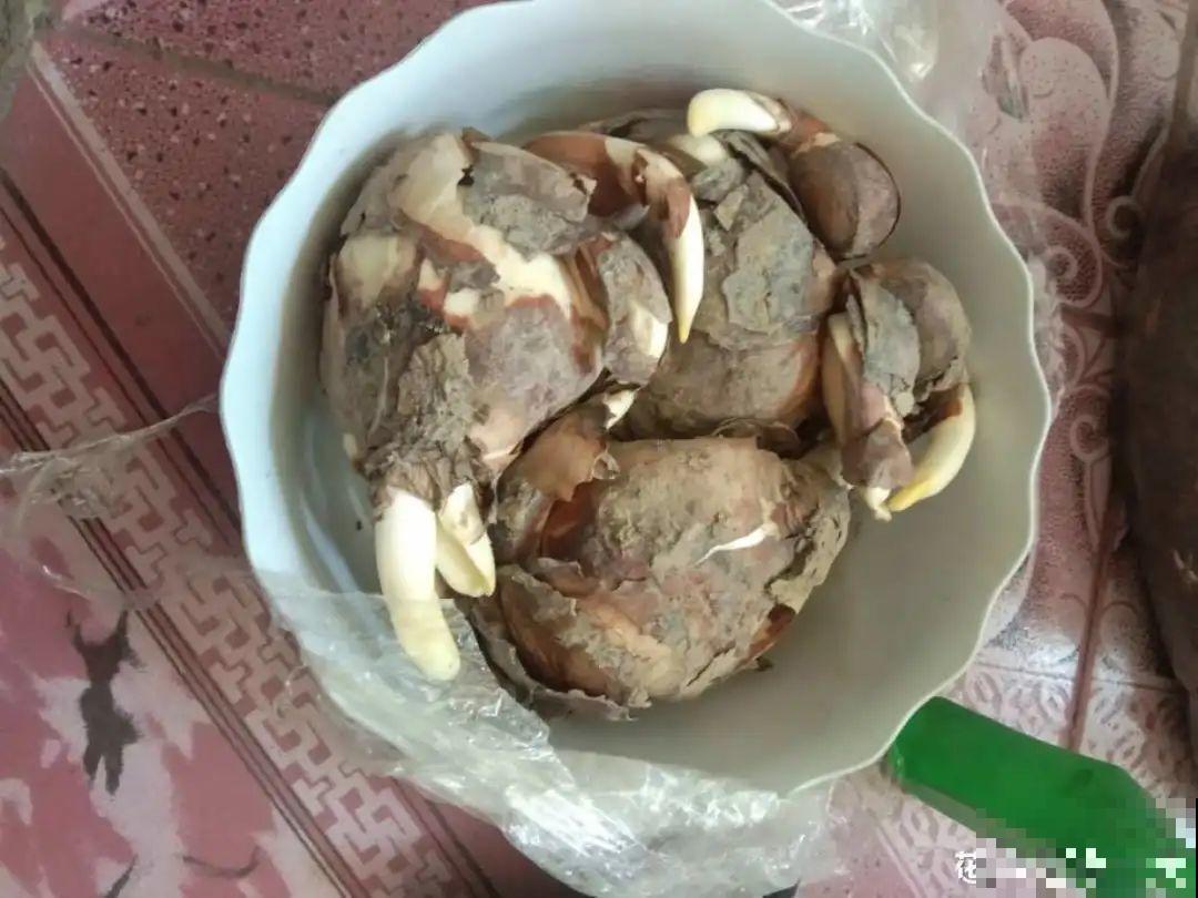 长寿开花后，要好好修剪，很快冒新芽