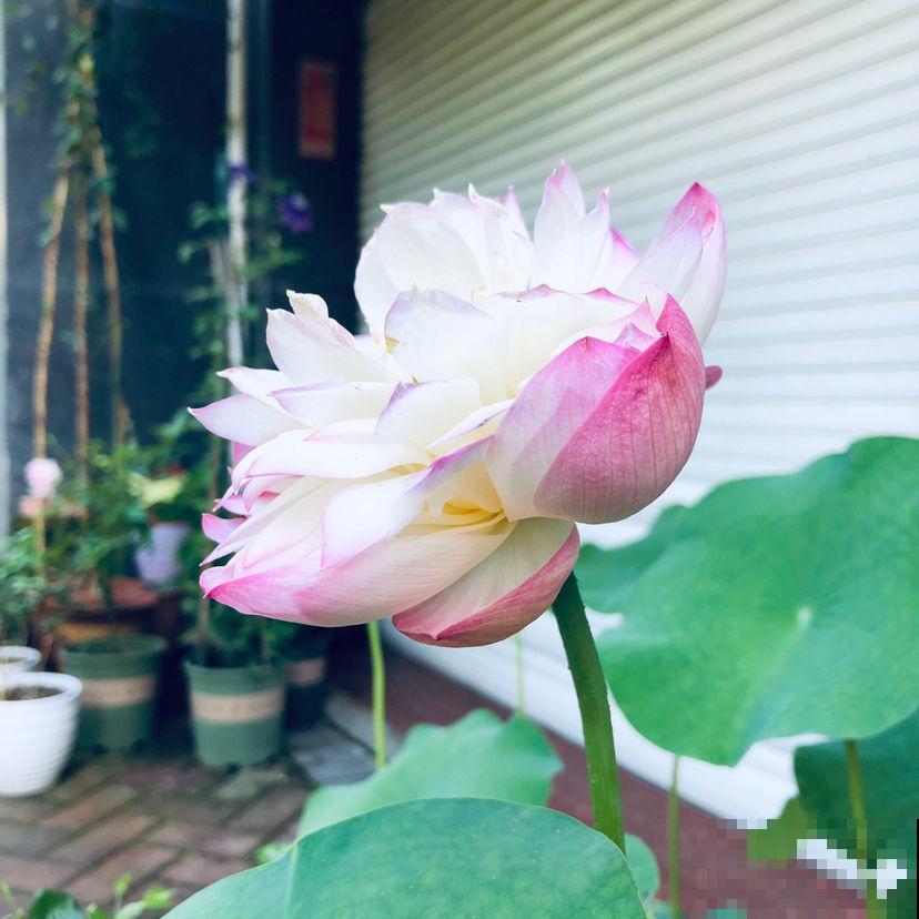 4种花一旦入了品种坑,钱包一天比一天薄,根本出不了坑 4种花一旦入了品种坑,钱包一天比一天薄,根本出不了坑