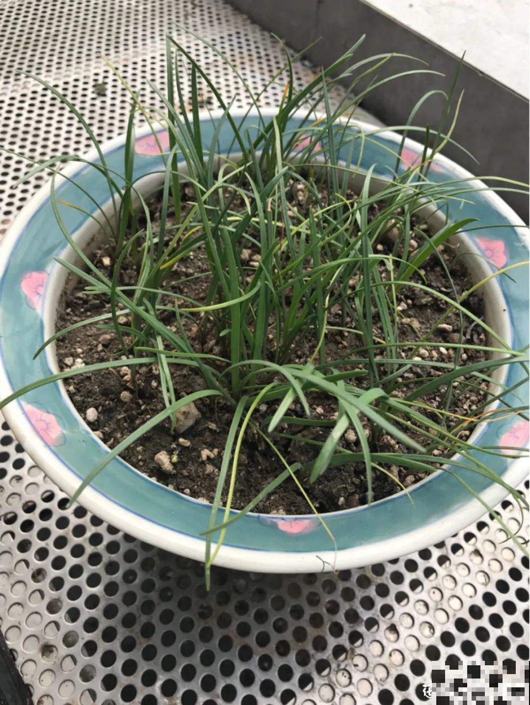 风雨兰太皮实,暴晒淋大雨,反而疯狂开花 风雨兰太皮实,暴晒淋大雨,反而疯狂开花