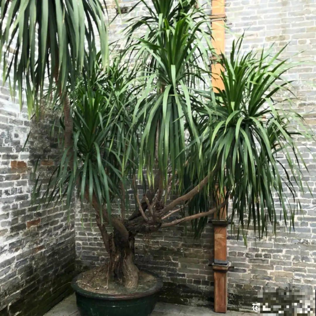 家里养棵“丑八怪”，霸气镇宅，越养越爱