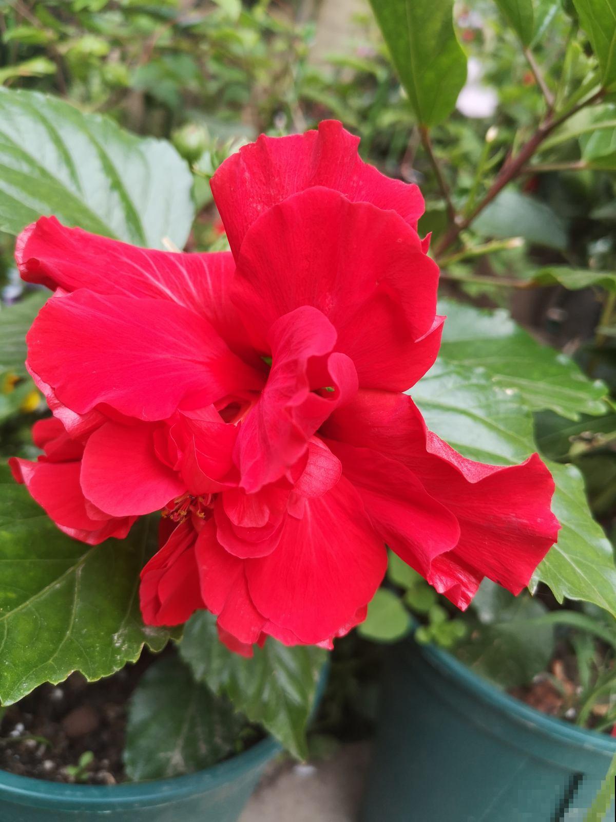 邻居折断了我的蜀葵，我带着监控去找，真解气