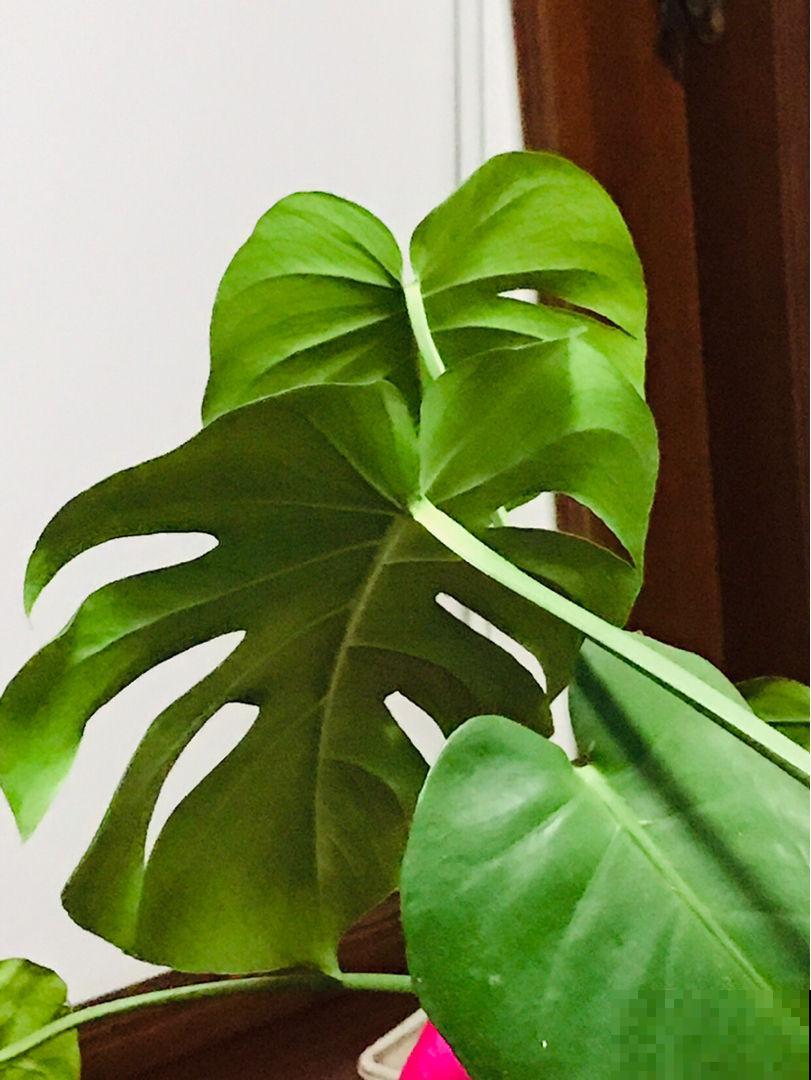 春天的风太大，叶子上灰尘厚厚一层， 得赶紧清洁