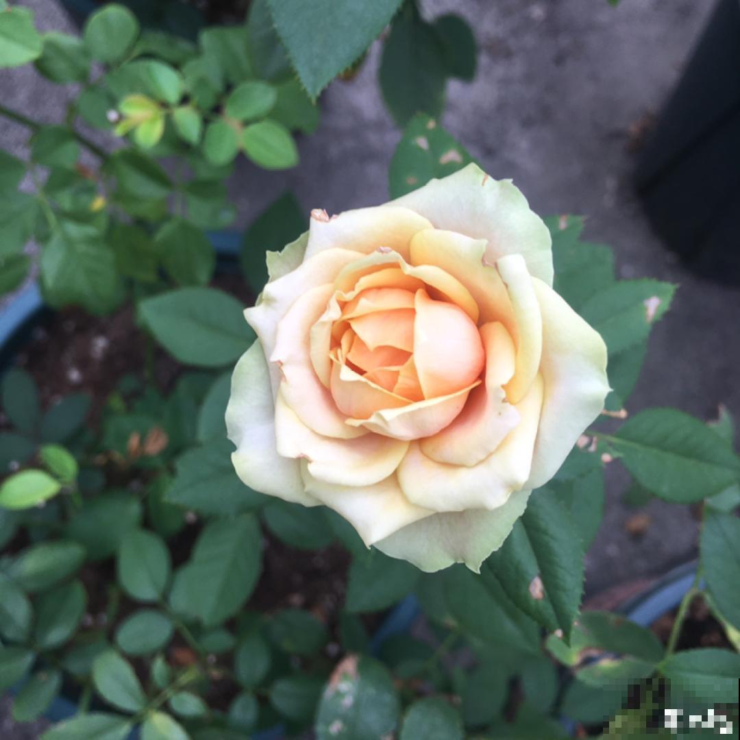 50种月季，各有各的美，哪一种是你的“菜”？