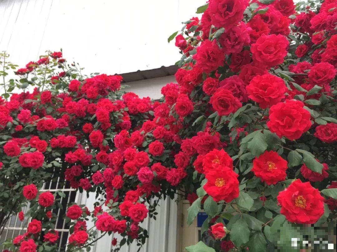 有院子的话，要种一整面花墙，呼呼开爆