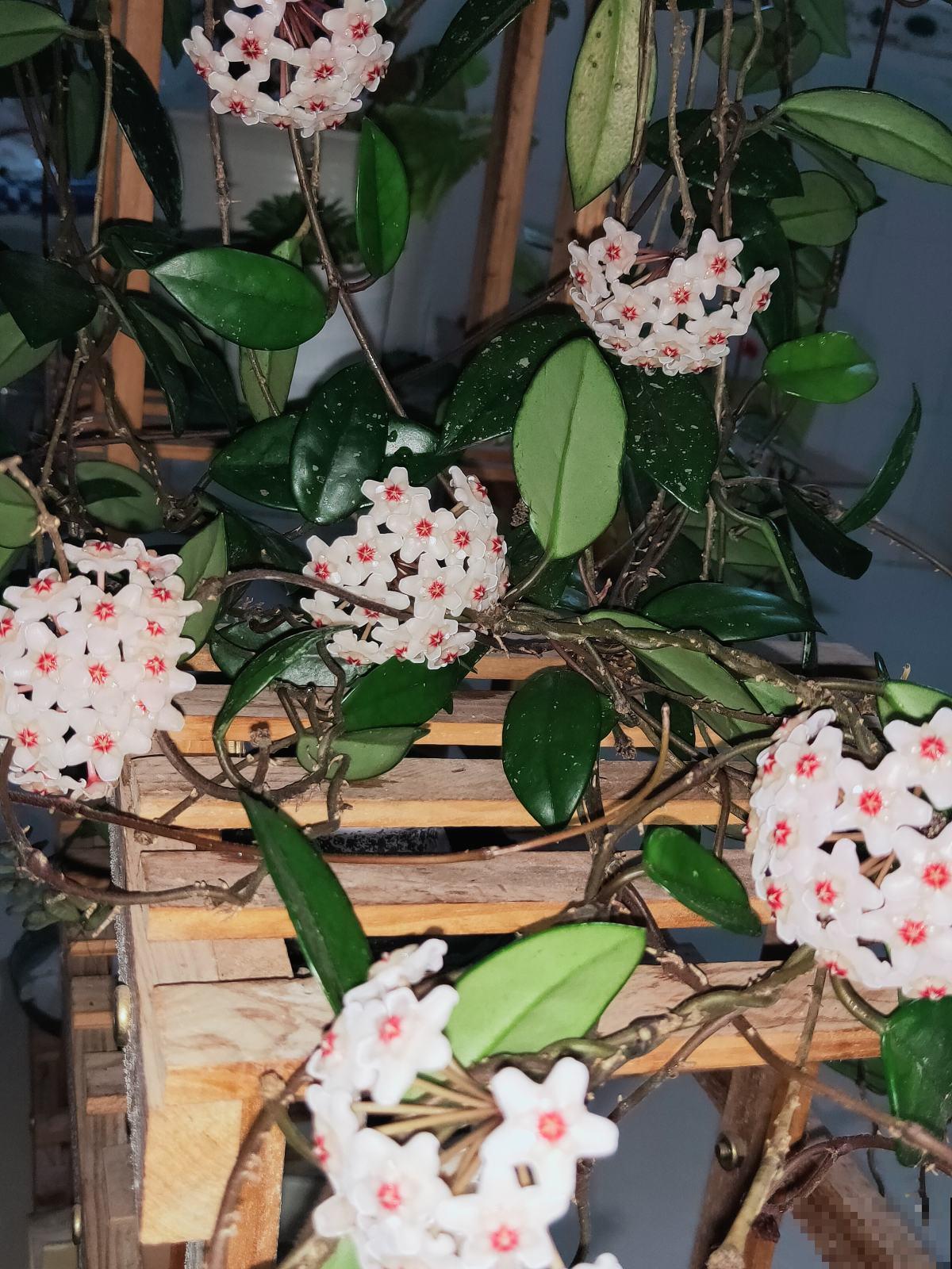 适合打造成花墙的植物，耐阴开花香，一朵一朵呼呼冒花