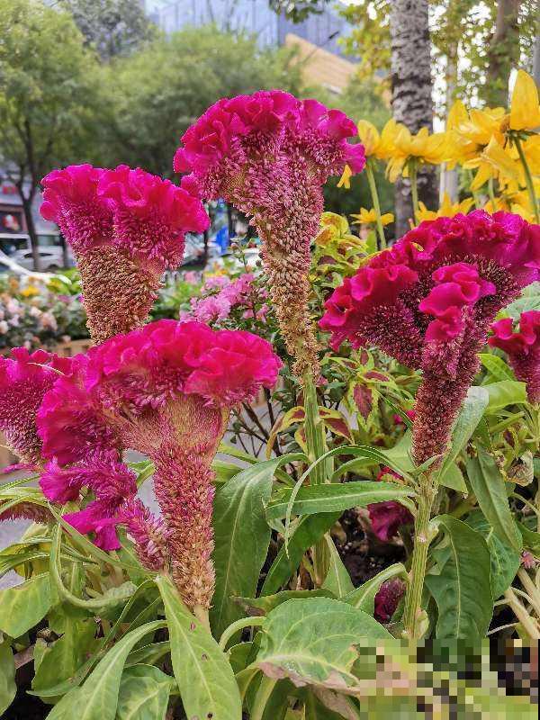 农村路边常见的花，都是药材，功效还不少