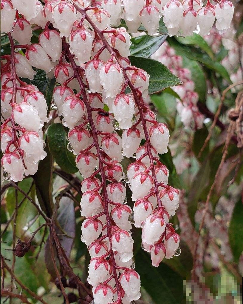 一种花名叫“马醉木”,开花是一串“银珍珠”,颜值特高 一种花名叫“马醉木”,开花是一串“银珍珠”,颜值特高