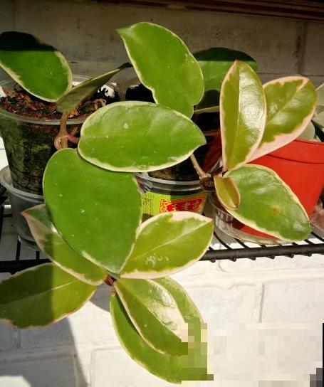 关于植物的知识问答， 答对6道，就叫你“博士”