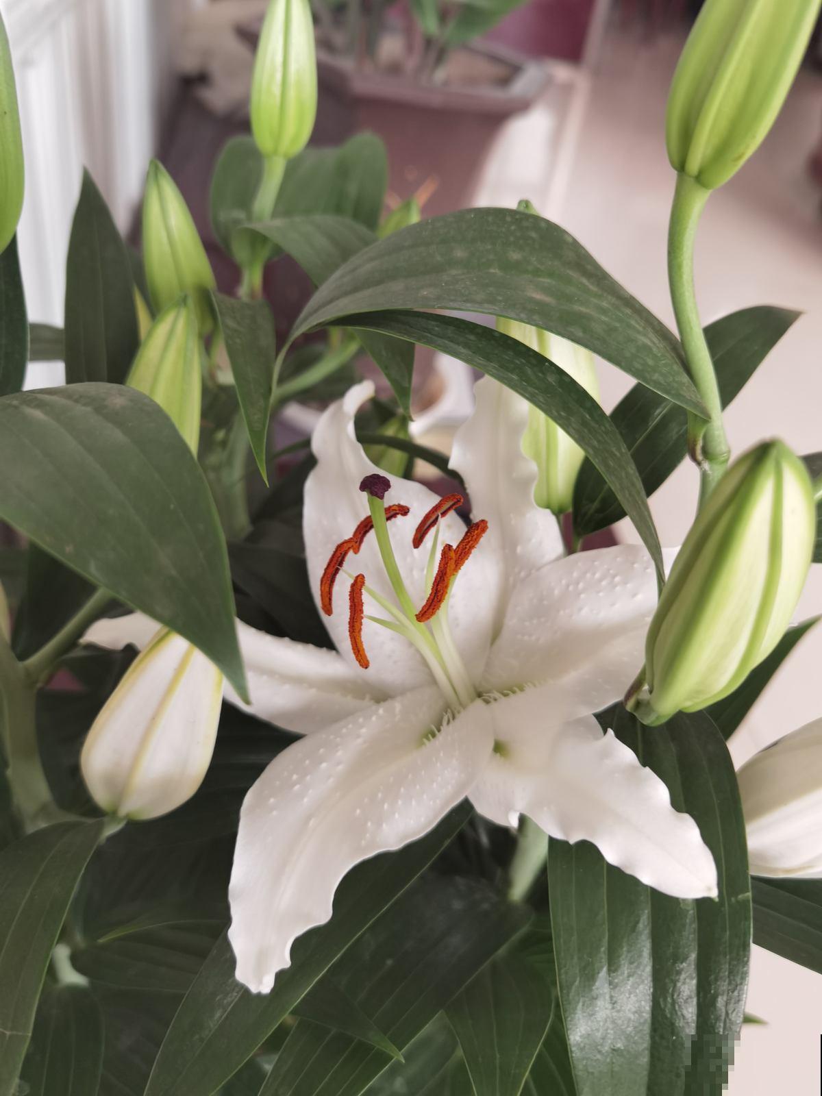 3种夏天“移动香水”，开花旺盛，满屋子都是香味