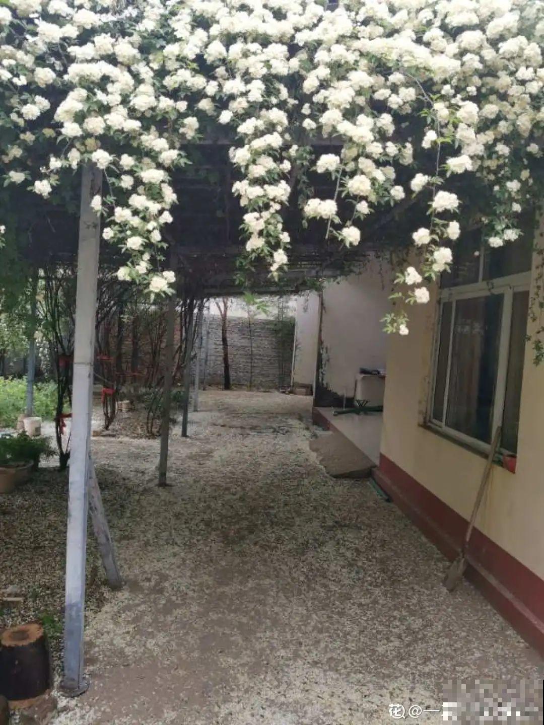 30米高三角梅，千年的紫藤树···5种花越老越值钱