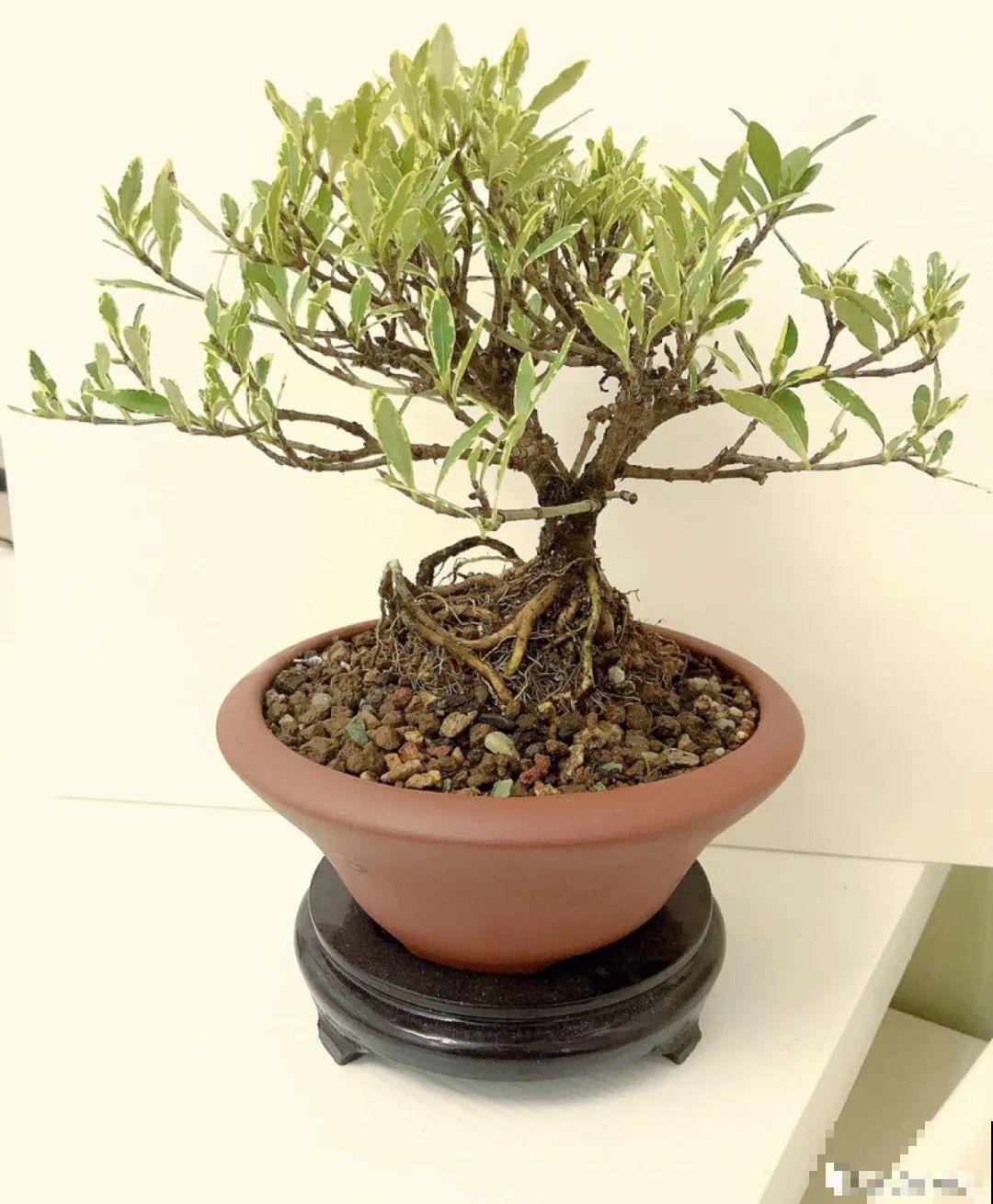 公认的难养花，买一盆死一盆，原来是被动了手脚…