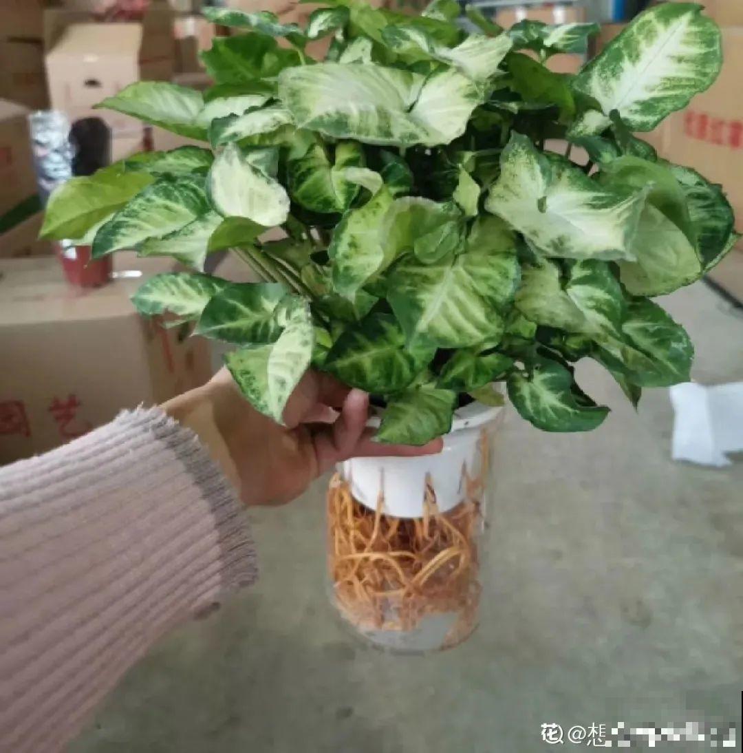 半死不活的花,扔水里,突然长疯了 半死不活的花,扔水里,突然长疯了