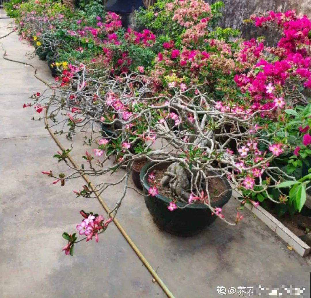 家里养棵“丑八怪”，霸气镇宅，越养越爱