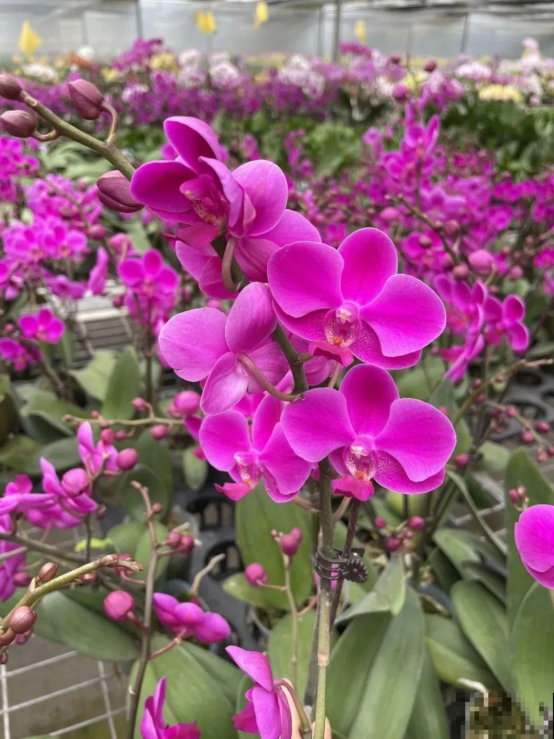 花市上的蝴蝶兰，长得像假花，谁见了都要摸一下！