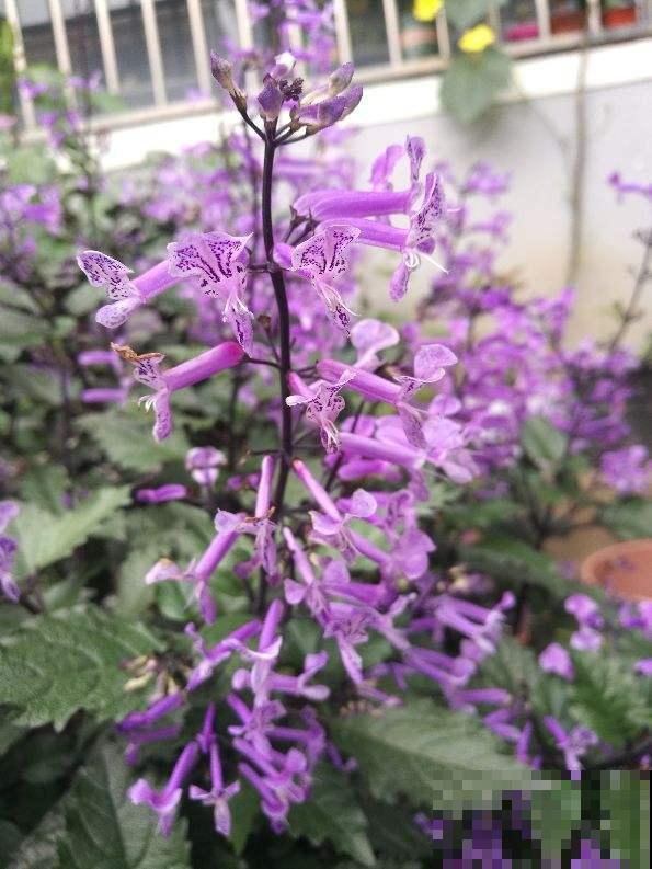 4种香草植物，香味十足，闻一闻神清气爽