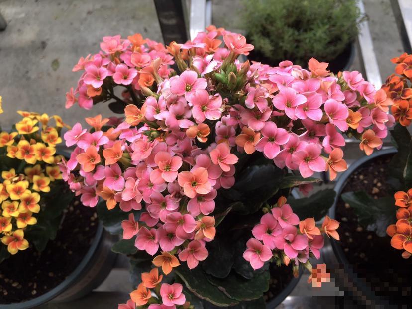 普货植物养好了，也能养爆盆，可以选择这3种