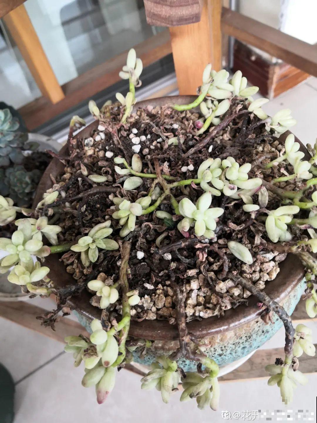 超过28℃,多肉7个现象就很危险,现在知道还不晚 超过28℃,多肉7个现象就很危险,现在知道还不晚