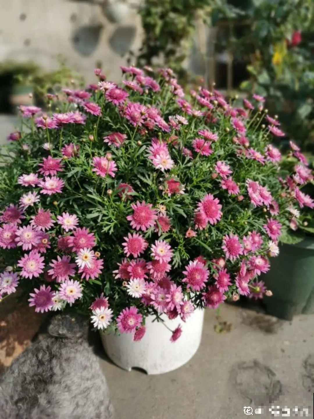 难度夏的8种花，赶紧扦插备份，再晚只剩盆了