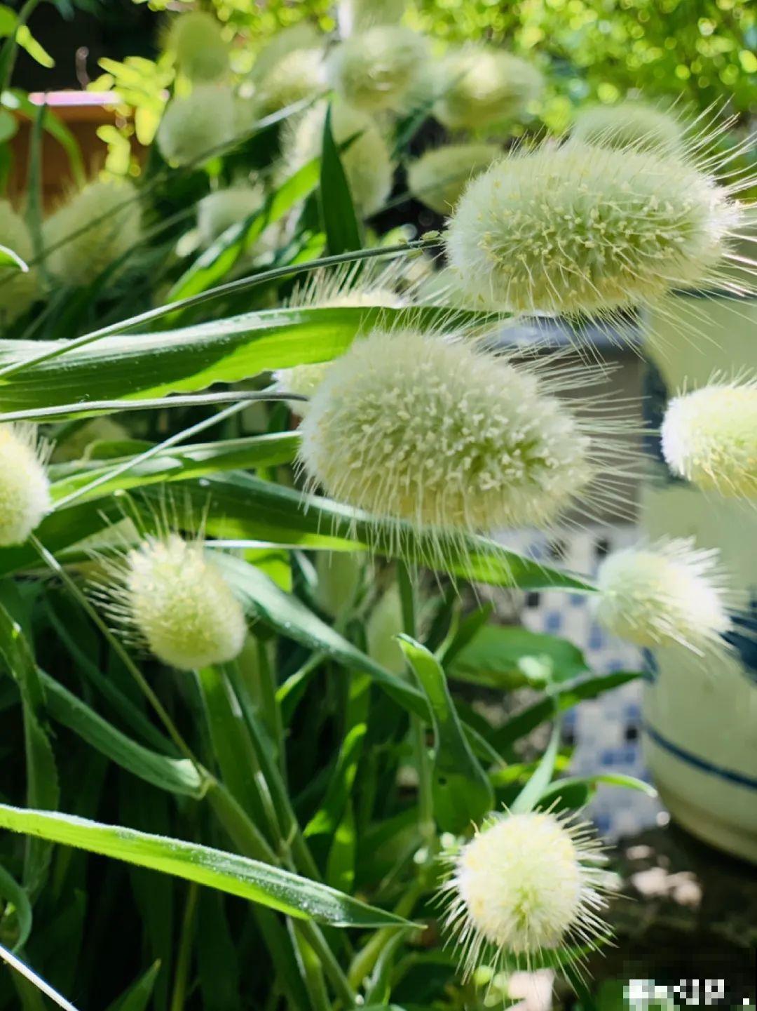 在家种一盆小草,开花的时候,惊艳所有人 在家种一盆小草,开花的时候,惊艳所有人