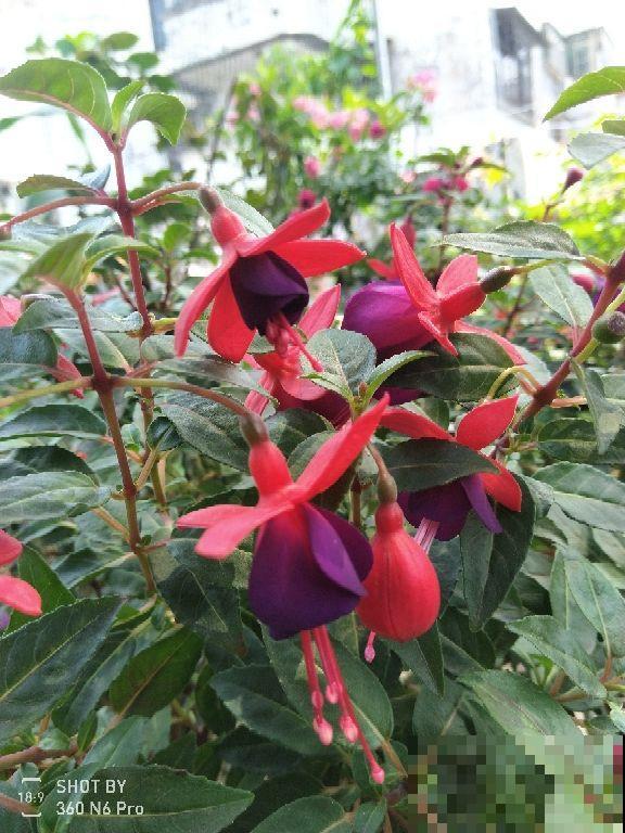 “小吊灯”呼呼掉花，原来是4点养护没注意