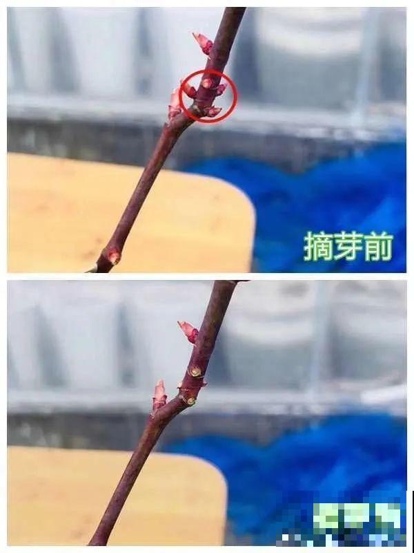 三角梅长不好?赶紧给它摘叶子,摘得越干净,长得越好 三角梅长不好?赶紧给它摘叶子,摘得越干净,长得越好