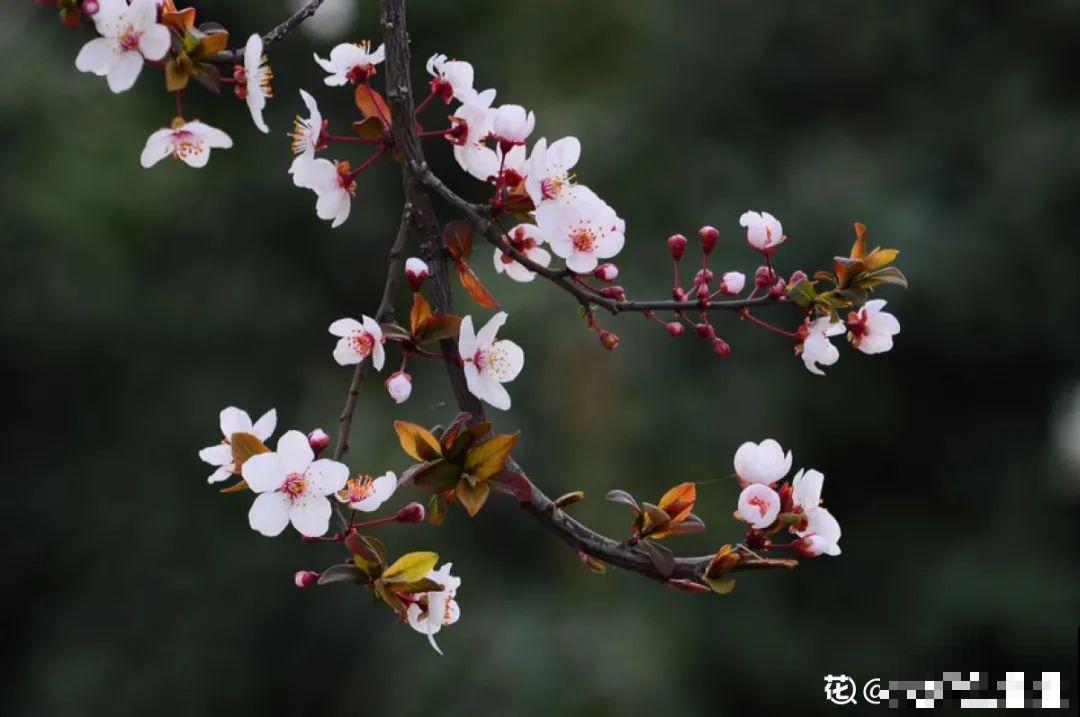 清明赏花，带上这份花卉图谱，变身行走的识花机器