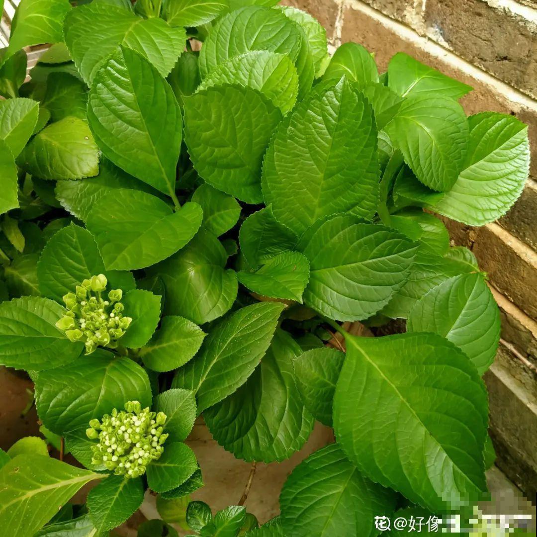 夏天扦插最好活，剪个枝条插土里，10天就生根！