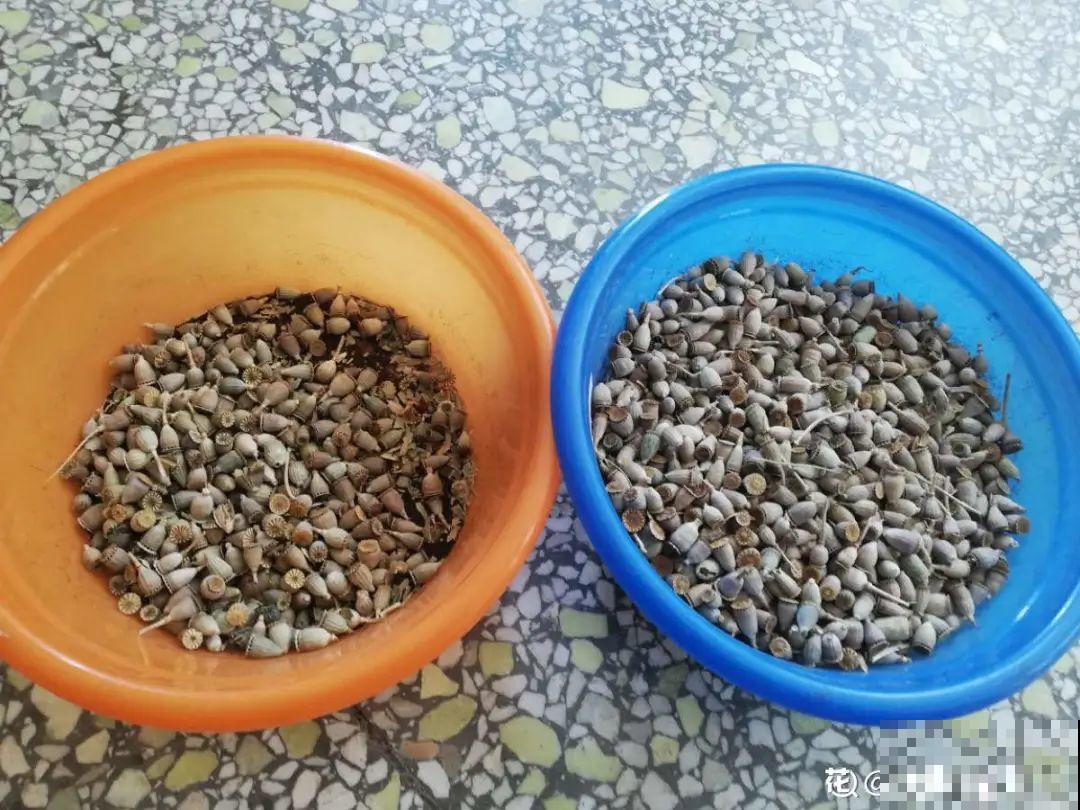 20种花不用买，开完花等20天，爆出好多种子！