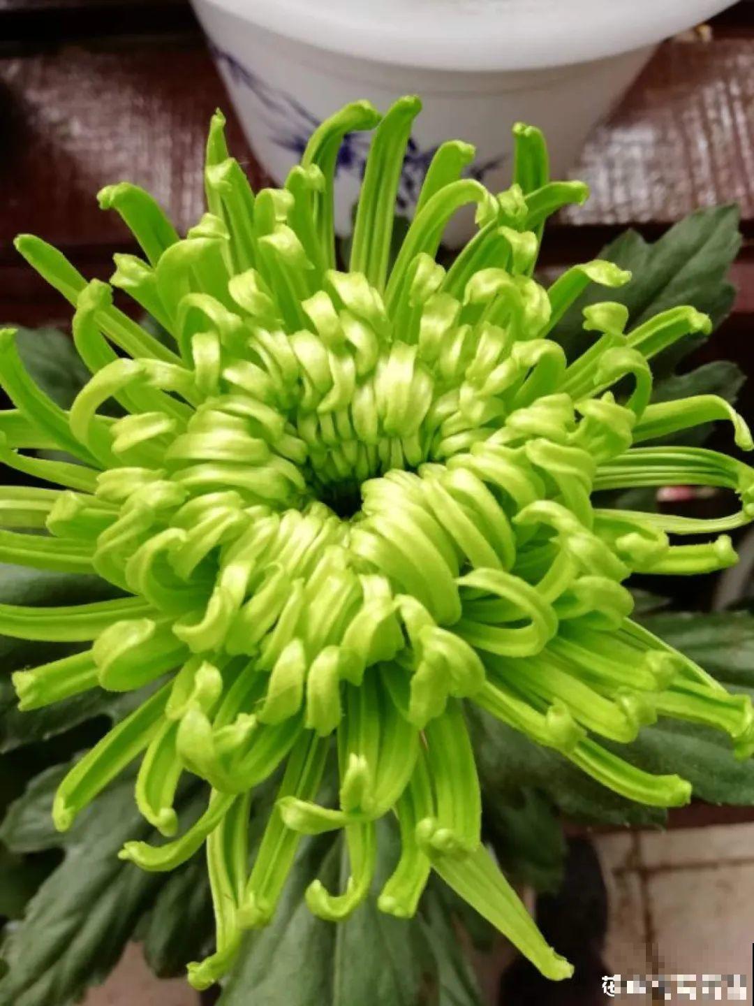 春天养盆绿色花,看着清爽干净,今年一定要养一盆 春天养盆绿色花,看着清爽干净,今年一定要养一盆