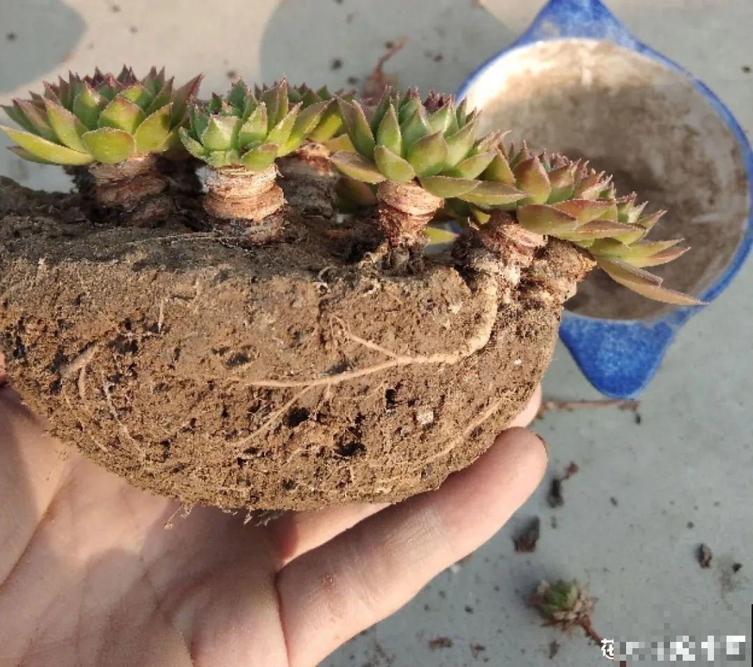 多肉长了“水桩”，不如砍了重来，实在太丑了