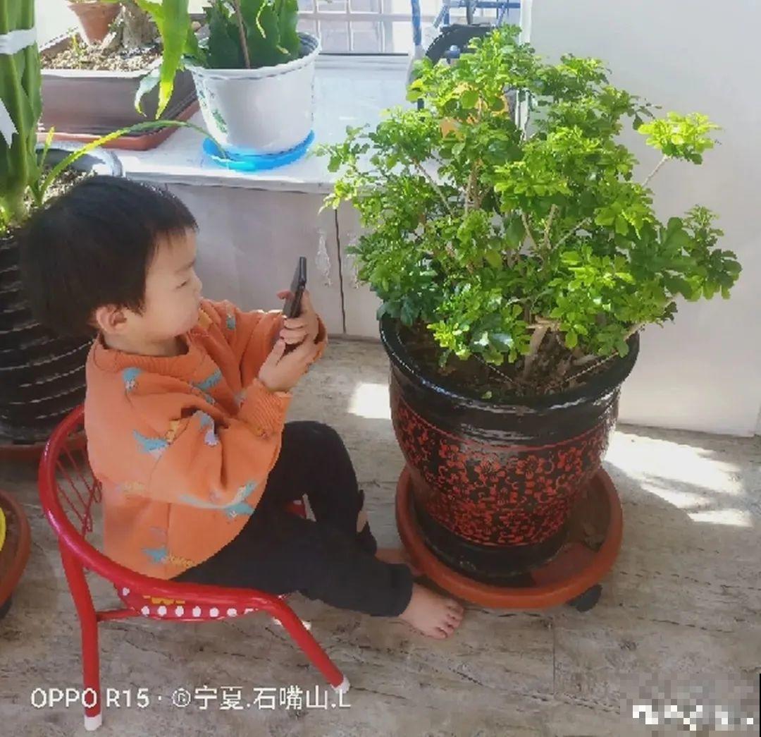 米兰花喜欢喝醋，一个月来一勺，花苞嘟噜噜冒