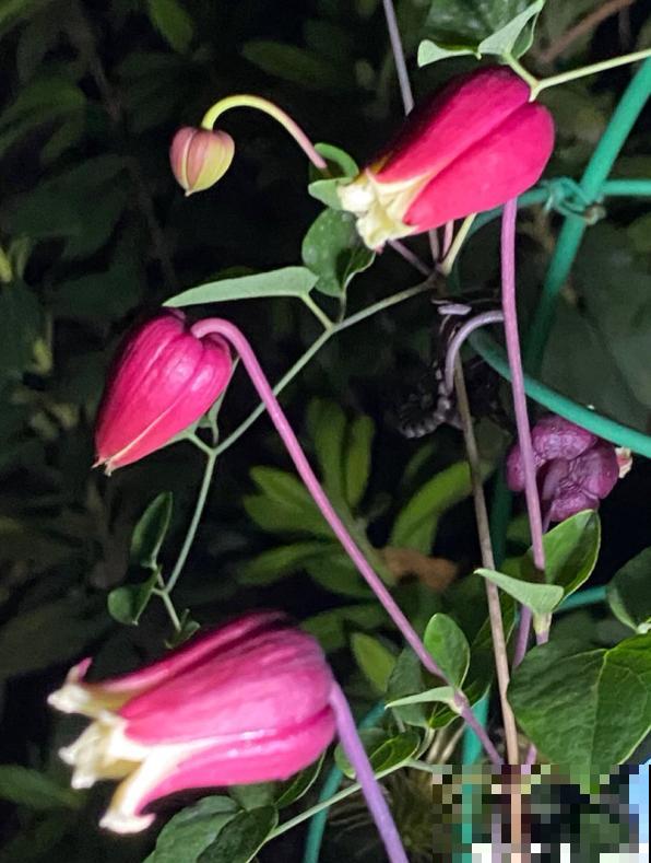 皮实好养的“铃铛铁”,铁线莲中的开花王,耐热皮实特别好养 皮实好养的“铃铛铁”,铁线莲中的开花王,耐热皮实特别好养