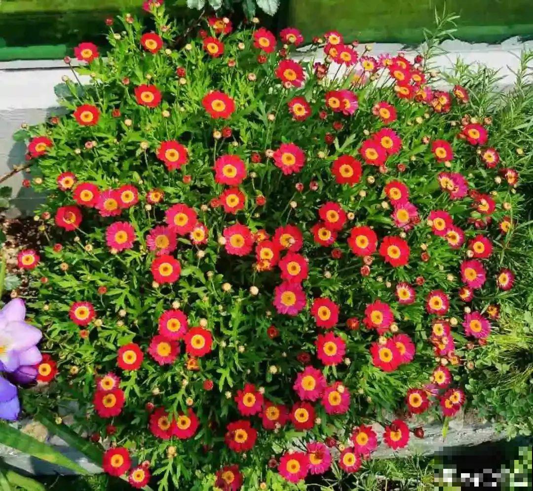 玛格丽特花期长，开花易爆盆，开成花球没问题