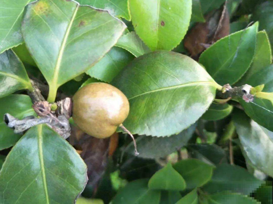 20种花不用买，开完花等20天，爆出好多种子！