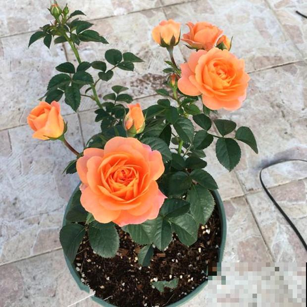 跟风买“网红花”，比起新奇，好养开花多才是王道