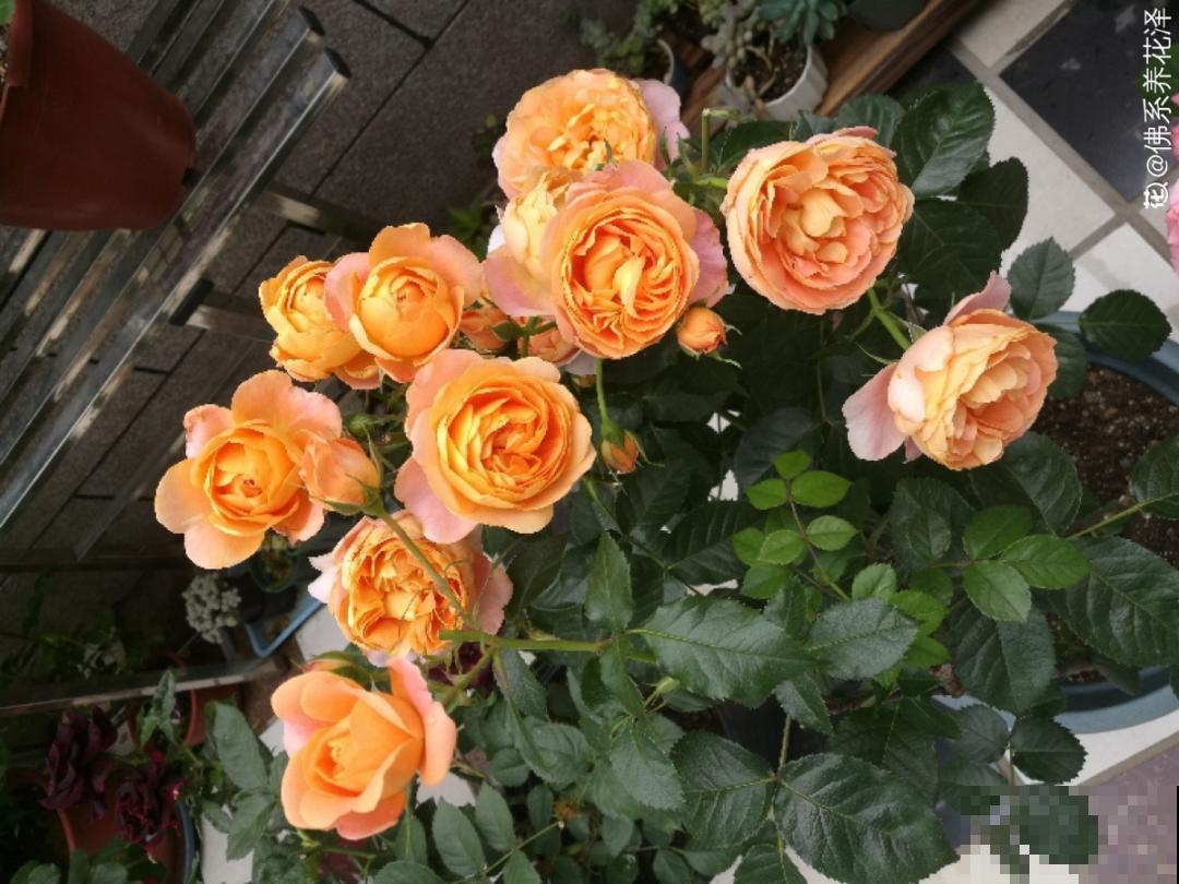 小花盆里养花,选对品种很重要,也能开花爆盆 小花盆里养花,选对品种很重要,也能开花爆盆