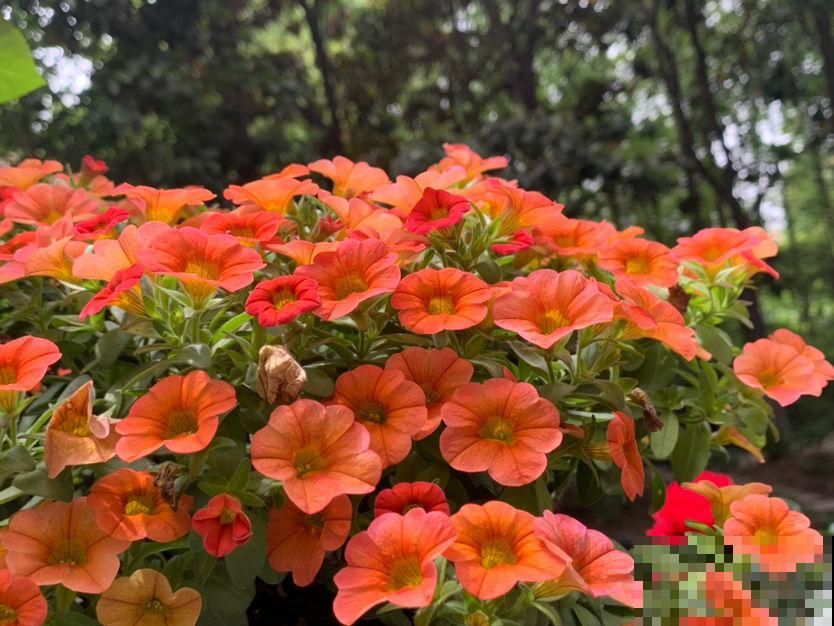 从古至今，关于养花人的称呼真不少，你喜欢哪个?