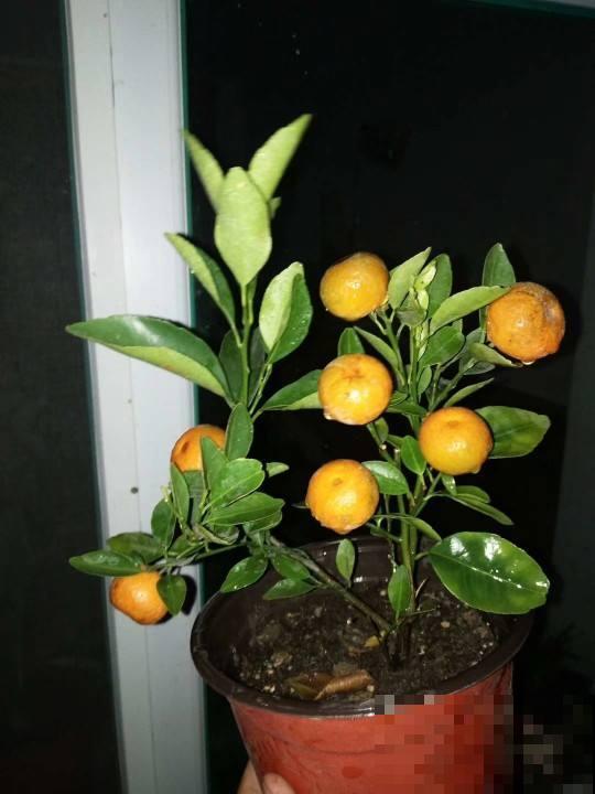 橘子全身都是宝，不光味道好，用来养花效果超棒
