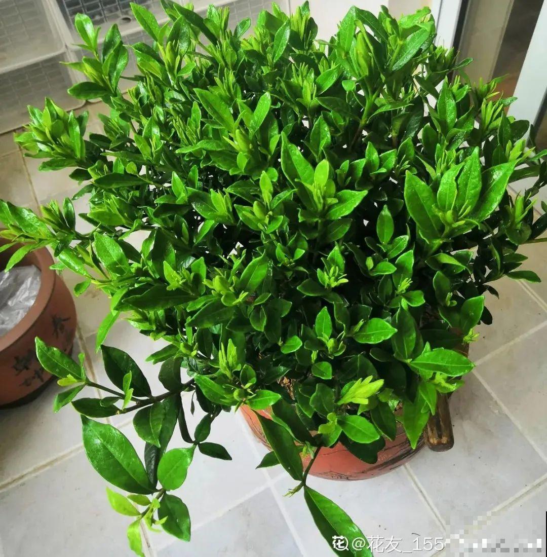 米兰花喜欢喝醋，一个月来一勺，花苞嘟噜噜冒